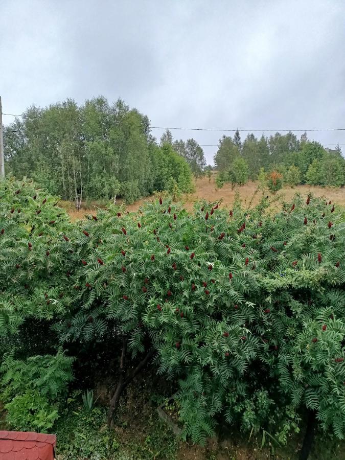 U Zbyszka Appartement Kamienna Gora Buitenkant foto
